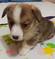 Beau, a male Pembroke Welsh Corgi for sale in Pink Hill, NC – Photo 2 of 10