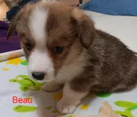 Beau, a male Pembroke Welsh Corgi for sale in Pink Hill, NC – Photo 5 of 10