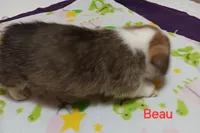 Beau, a male Pembroke Welsh Corgi for sale in Pink Hill, NC – Photo 7 of 10