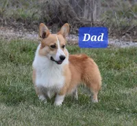 Beau, a male Pembroke Welsh Corgi for sale in Pink Hill, NC – Photo 9 of 10