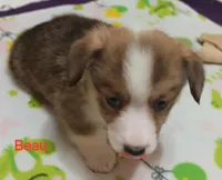 Beau, a male Pembroke Welsh Corgi for sale in Pink Hill, NC – Photo 6 of 10