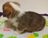 Beau, a male Pembroke Welsh Corgi for sale in Pink Hill, NC – Photo 8 of 10