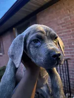 Grey female brindle, a female Cane Corso for sale in Dale City, VA – 3 of 3