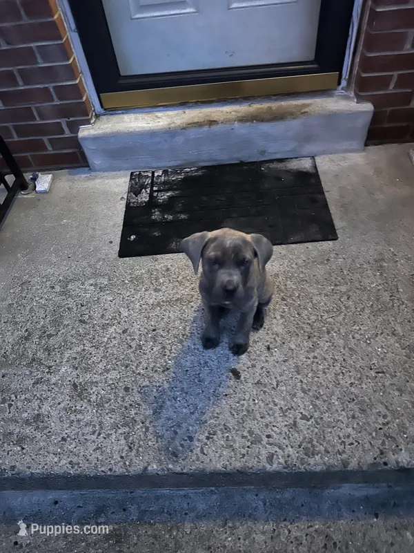 Grey female brindle – Cane Corso puppy for sale in Dale City, VA