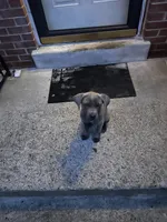 Grey female brindle, a female Cane Corso for sale in Dale City, VA – 1 of 3