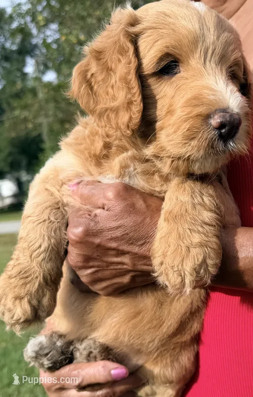 Jack – Goldendoodle puppy for sale in Summerfield, FL