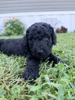 Onyx, a female Goldendoodle for sale in Summerfield, FL – 1 of 1