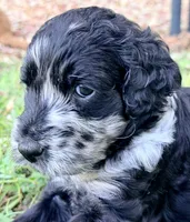 Harvey Dent, a male Goldendoodle for sale in Summerfield, FL – 1 of 1