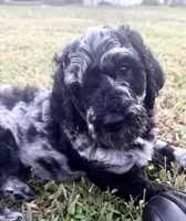 Rascal, a male Goldendoodle for sale in Summerfield, FL – 1 of 1