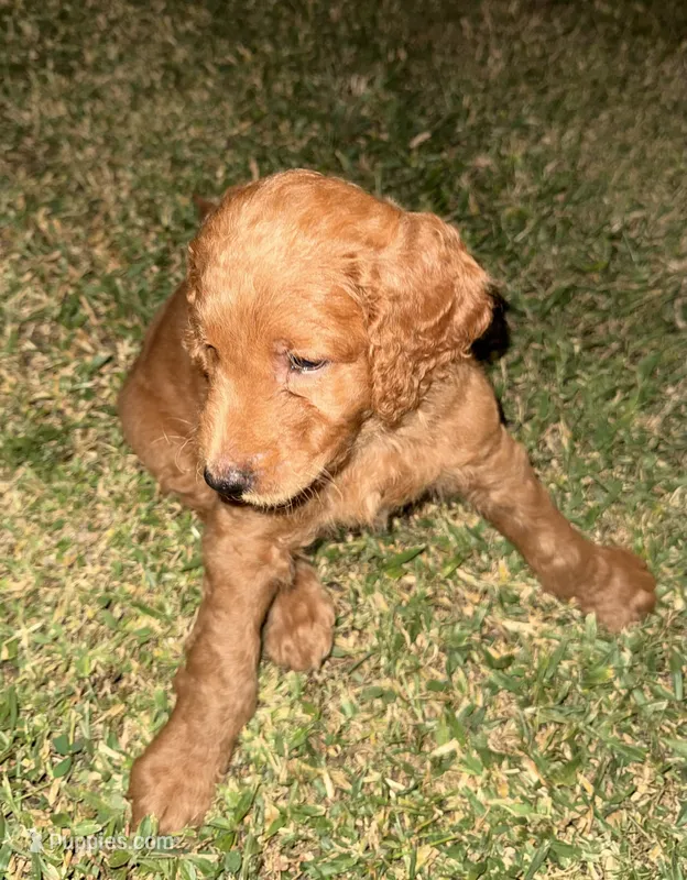 A.J – Goldendoodle puppy for sale in Summerfield, FL