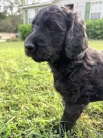 Shadow, a female Goldendoodle for sale in Summerfield, FL – 1 of 1