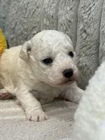 Rex, a male Bichon Frise for sale in Lawrenceville, GA – Photo 2 of 3