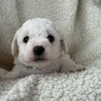 Rex, a male Bichon Frise for sale in Lawrenceville, GA – Photo 3 of 5