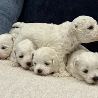 Rex, a male Bichon Frise for sale in Lawrenceville, GA – Photo 5 of 5