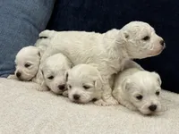 Rex, a male Bichon Frise for sale in Lawrenceville, GA – Photo 3 of 3