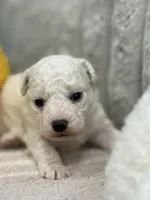 Rex, a male Bichon Frise for sale in Lawrenceville, GA – Photo 1 of 3