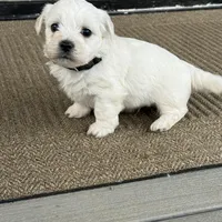 Rex, a male Bichon Frise for sale in Lawrenceville, GA – Photo 1 of 5