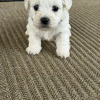 Rex, a male Bichon Frise for sale in Lawrenceville, GA – Photo 2 of 5
