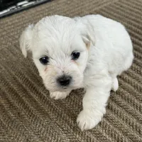 Rex, a male Bichon Frise for sale in Lawrenceville, GA – Photo 4 of 5