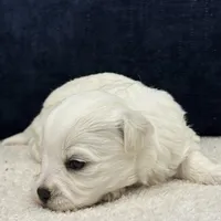 Daisy, a female Bichon Frise for sale in Lawrenceville, GA – Photo 10 of 10