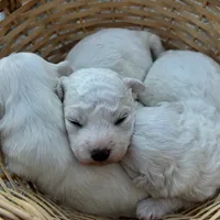 Daisy, a female Bichon Frise for sale in Lawrenceville, GA – Photo 4 of 10