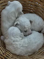 processed/bb7ef00c-e10e-430d-8fac-82b59516877f/listing/74224a46-f688-43ae-9ab2-b4e7abc04179/1ebe4781-b3d8-49e6-808c-e2d46da48791