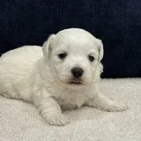 Daisy, a female Bichon Frise for sale in Lawrenceville, GA – Photo 5 of 10