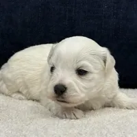 Daisy, a female Bichon Frise for sale in Lawrenceville, GA – Photo 1 of 10