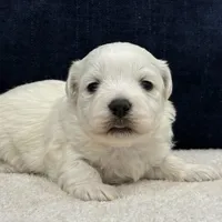 Daisy, a female Bichon Frise for sale in Lawrenceville, GA – Photo 8 of 10