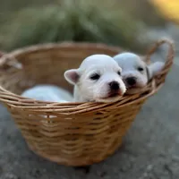 Daisy, a female Bichon Frise for sale in Lawrenceville, GA – Photo 6 of 10