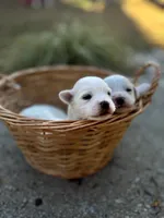 processed/bb7ef00c-e10e-430d-8fac-82b59516877f/listing/74224a46-f688-43ae-9ab2-b4e7abc04179/baa54192-dcd8-46ca-a190-61720b7dc5d8