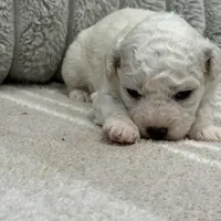 Daisy, a female Bichon Frise for sale in Lawrenceville, GA – Photo 9 of 10