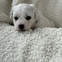 Teddy, a male Bichon Frise for sale in Lawrenceville, GA – Photo 4 of 5