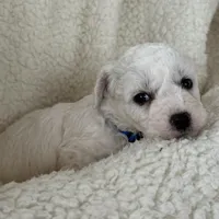 Teddy, a male Bichon Frise for sale in Lawrenceville, GA – Photo 3 of 5