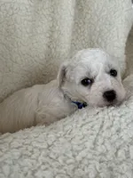 Teddy, a male Bichon Frise for sale in Lawrenceville, GA – Photo 2 of 4