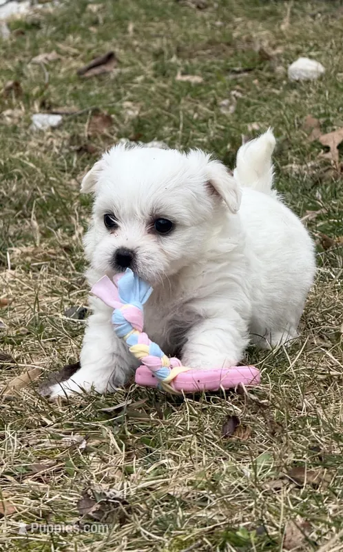 Teddy – Bichon Frise puppy for sale in Lawrenceville, GA