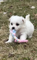 Teddy, a male Bichon Frise for sale in Lawrenceville, GA – Photo 1 of 5