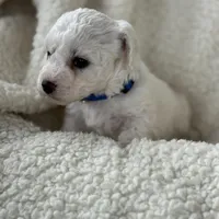 Teddy, a male Bichon Frise for sale in Lawrenceville, GA – Photo 2 of 5