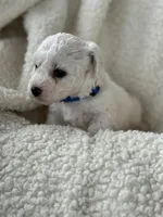 Teddy, a male Bichon Frise for sale in Lawrenceville, GA – Photo 1 of 4
