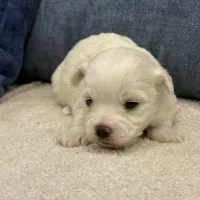 Luna, a female Bichon Frise for sale in Lawrenceville, GA – Photo 9 of 9