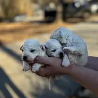 Luna, a female Bichon Frise for sale in Lawrenceville, GA – Photo 7 of 9