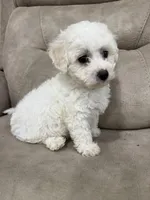 Luna, a female Bichon Frise for sale in Lawrenceville, GA – Photo 1 of 9