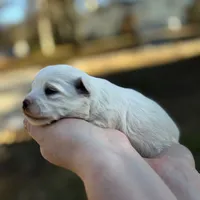 Luna, a female Bichon Frise for sale in Lawrenceville, GA – Photo 4 of 9