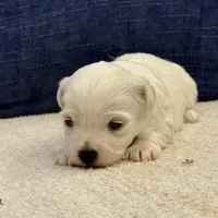 Luna, a female Bichon Frise for sale in Lawrenceville, GA – Photo 2 of 9