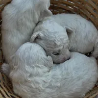 Luna, a female Bichon Frise for sale in Lawrenceville, GA – Photo 6 of 9