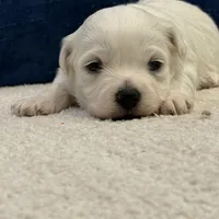 Luna, a female Bichon Frise for sale in Lawrenceville, GA – Photo 8 of 9