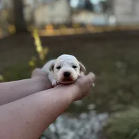 Luna, a female Bichon Frise for sale in Lawrenceville, GA – Photo 3 of 9