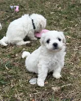 Milo, a male Bichon Frise for sale in Lawrenceville, GA – Photo 2 of 5