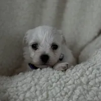 Milo, a male Bichon Frise for sale in Lawrenceville, GA – Photo 3 of 5