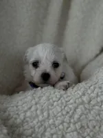 Milo, a male Bichon Frise for sale in Lawrenceville, GA – Photo 1 of 3